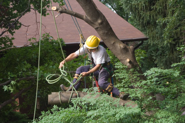 Professional Tree Removal Services in Bonneauville, PA